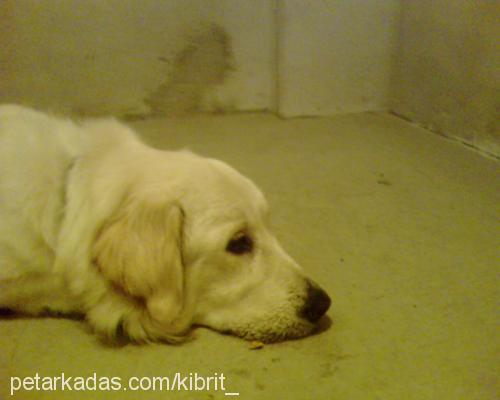 kibrit Erkek Golden Retriever