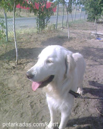 kibrit Erkek Golden Retriever