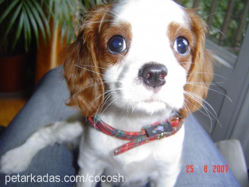 cocosh Dişi Cavalier King Charles Spanieli