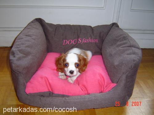 cocosh Dişi Cavalier King Charles Spanieli