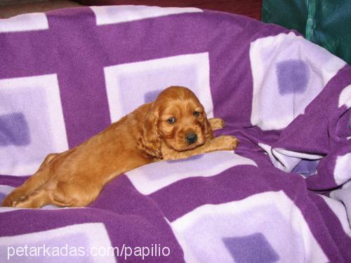 ARES Erkek İngiliz Cocker Spaniel