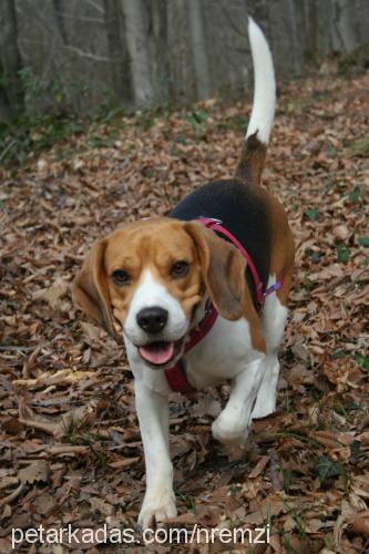 susam Erkek Beagle