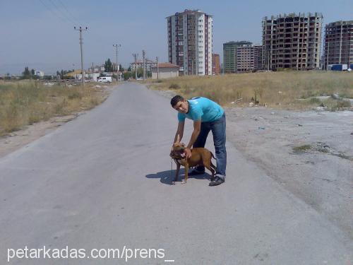 contes Dişi Amerikan Pitbull Terrier