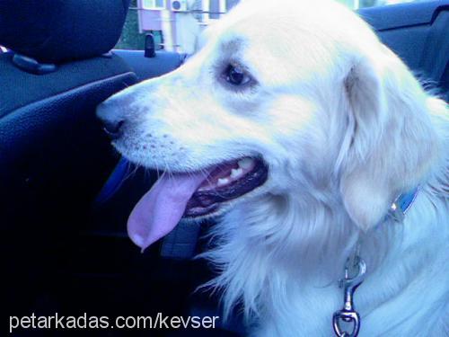 efe Erkek Golden Retriever