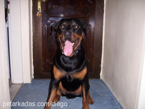 diego Erkek Rottweiler