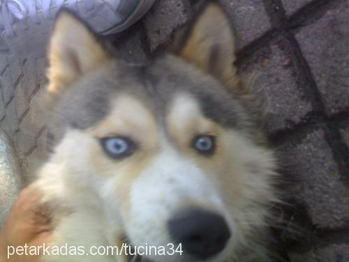 Nicky Dişi Sibirya Kurdu (Husky)