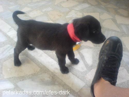 dark Erkek Labrador Retriever