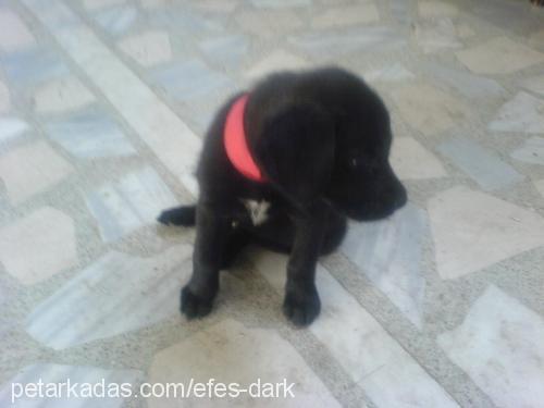 dark Erkek Labrador Retriever