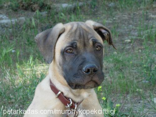 MURPHY Erkek Bullmastiff