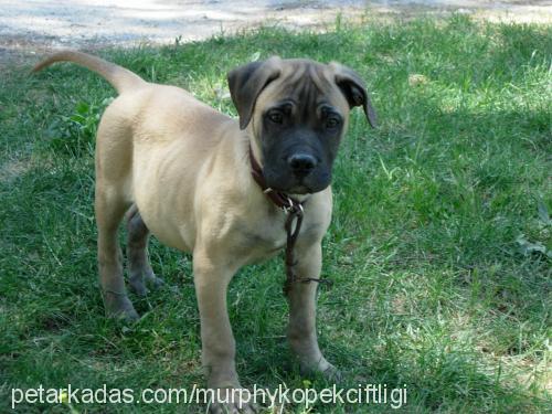 MURPHY Erkek Bullmastiff