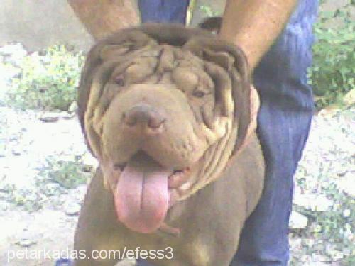 ...efe Erkek Çin Shar-Pei