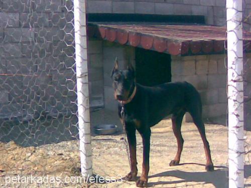 paskal Erkek Doberman Pinscher