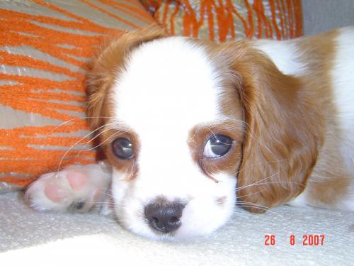 cocosh Dişi Cavalier King Charles Spanieli