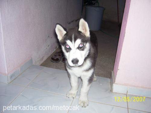 bady Erkek Sibirya Kurdu (Husky)