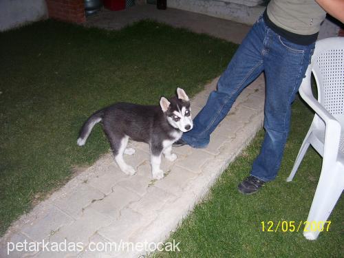 bady Erkek Sibirya Kurdu (Husky)