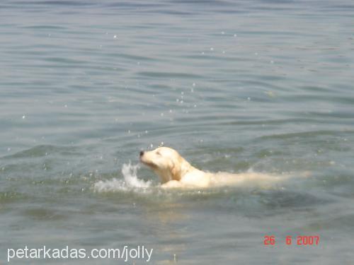 jolly Dişi Golden Retriever