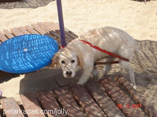 jolly Dişi Golden Retriever