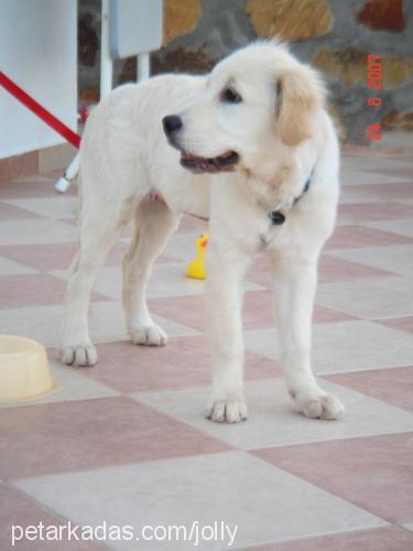 jolly Dişi Golden Retriever