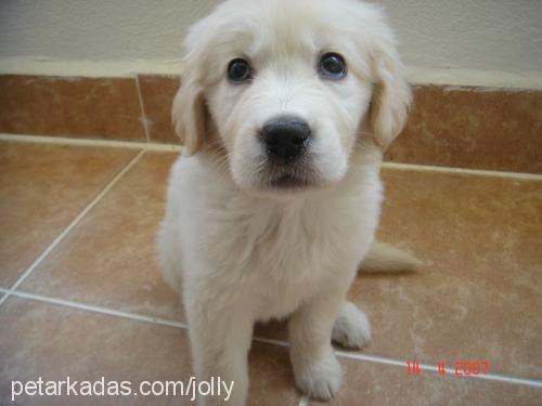 jolly Dişi Golden Retriever