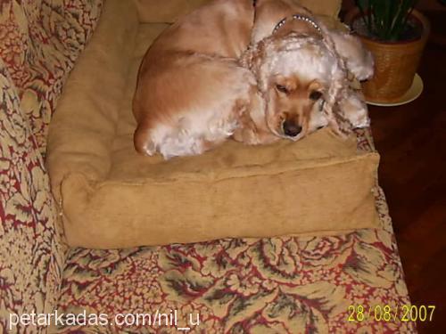 mişa Dişi Amerikan Cocker Spaniel