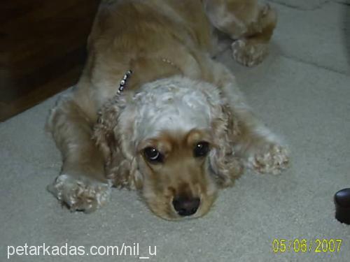 mişa Dişi Amerikan Cocker Spaniel