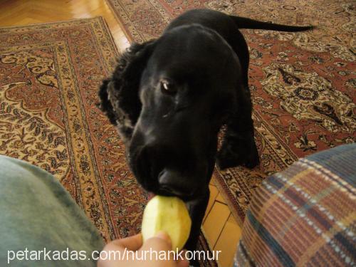 Kömür Erkek İngiliz Cocker Spaniel