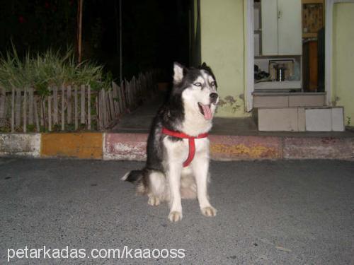 kaos Dişi Sibirya Kurdu (Husky)