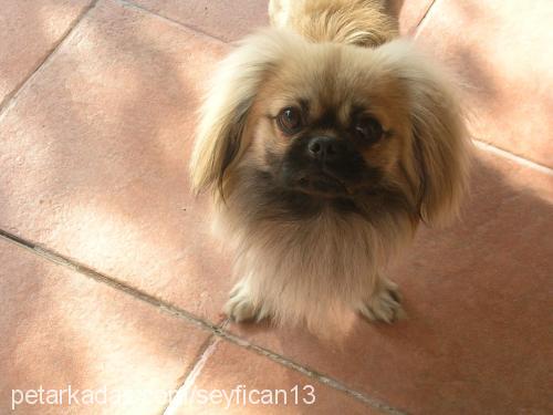 mango Erkek Pekingese