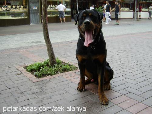 reİs Erkek Rottweiler