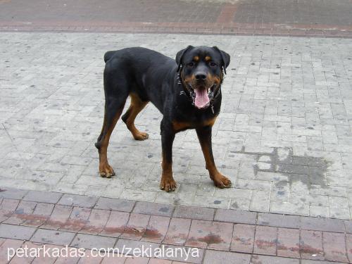 reİs Erkek Rottweiler