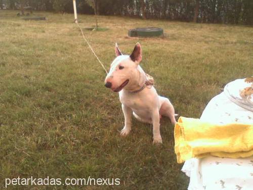 zeus Erkek Bull Terrier