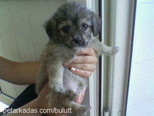 lady Dişi Border Terrier