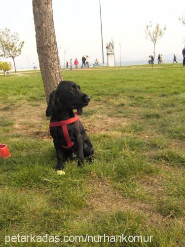 Kömür Erkek İngiliz Cocker Spaniel