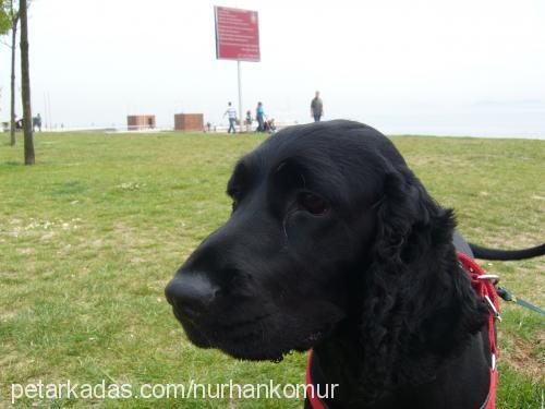 Kömür Erkek İngiliz Cocker Spaniel