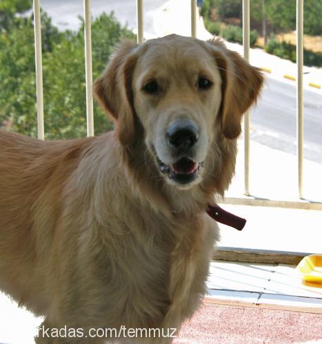 dusty Erkek Golden Retriever