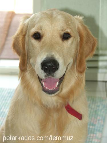 dusty Erkek Golden Retriever