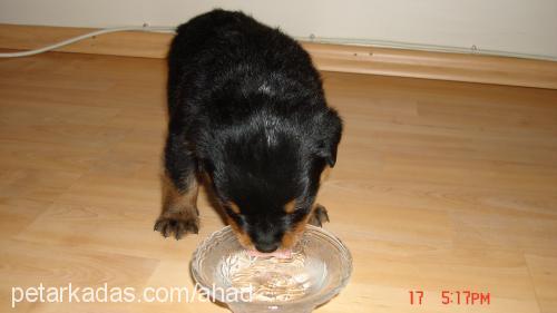 tazz Erkek Rottweiler