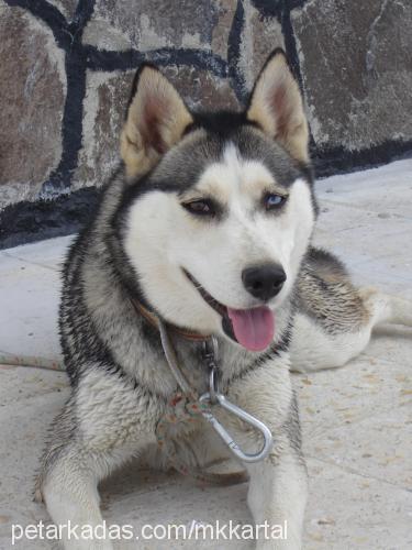 GüMüŞ Dişi Sibirya Kurdu (Husky)