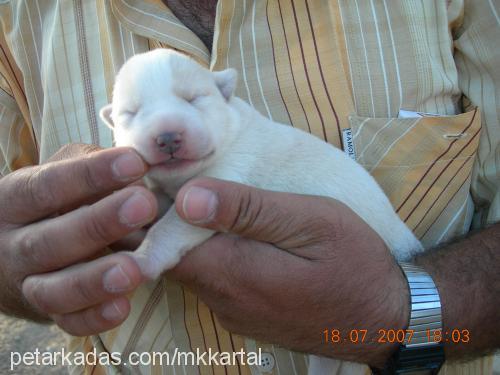 GüMüŞ Dişi Sibirya Kurdu (Husky)