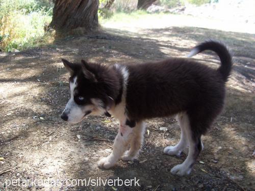 Dost Erkek Sibirya Kurdu (Husky)