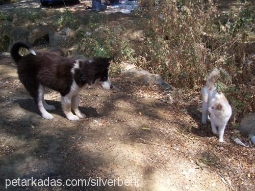 Dost Erkek Sibirya Kurdu (Husky)