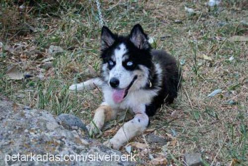 Dost Erkek Sibirya Kurdu (Husky)