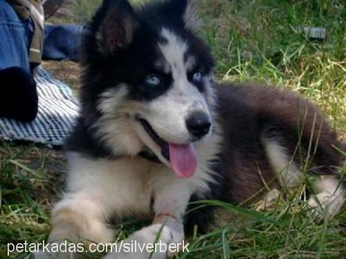 Dost Erkek Sibirya Kurdu (Husky)