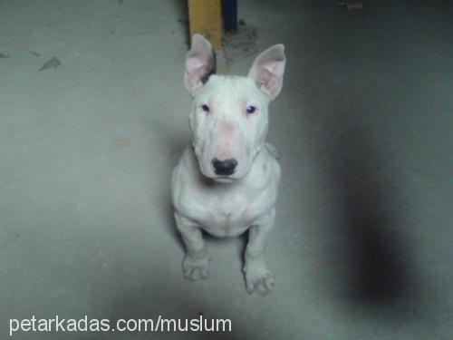 bebek Dişi Bull Terrier