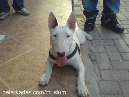 bebek Dişi Bull Terrier