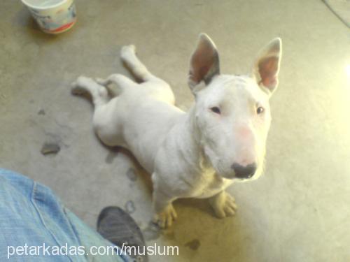 bebek Dişi Bull Terrier