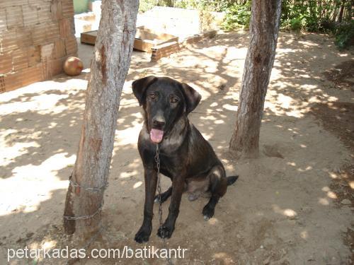 Pasha Erkek Labrador Retriever