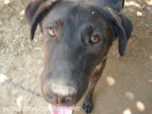 Pasha Erkek Labrador Retriever