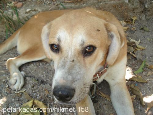 avcı Erkek Alman Çoban Köpeği