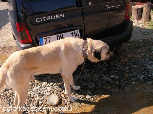 paşa Erkek Kangal